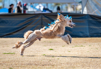 Standard poodle with fancy blue ties running