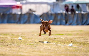 Vizsla about to pounce at the end of a lure event