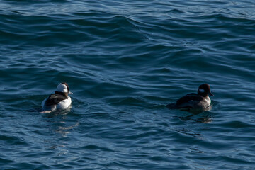Fototapeta premium Bufflehead duck in the water.
