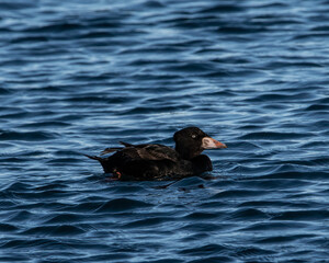 Surf scoter in the water.
