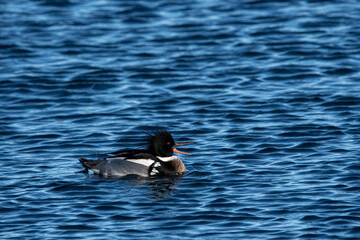 A male red breasted merganser in the water.