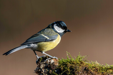 Great tit perched looking for food on greenery