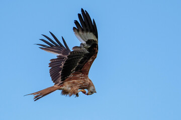 Redkite eating a meal oin flight
