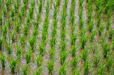 Rice seeds in farmland in the countryside.