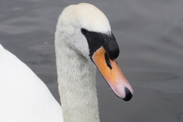 cisne blanco