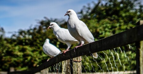 tres palomas blancas