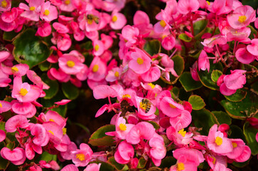Pink begonia grandis in the park.