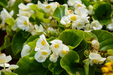 White begonia grandis in the park.