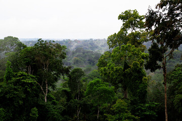 Obraz na płótnie Canvas A green tropical jungle. Fog over the trees in the rainforest. Equatorial Guinea