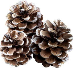 Pine cones