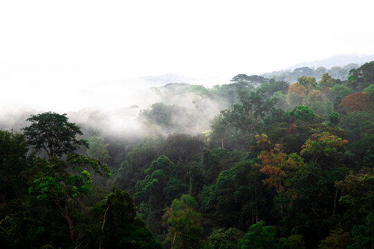 Dense fog over tropical rainforest trees. A green tropical jungle