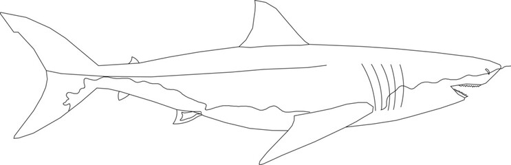  Sketch vector illustration of a whale in the sea