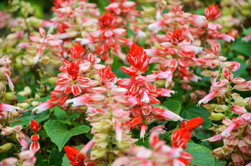 Salvia splendens in the park.