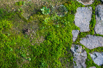 Green moss on the ground and between stones