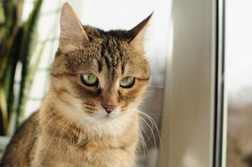 Tabby grey cat sitting on the windowsill with flowers. Close-up portrait of a domestic adult tired pet.