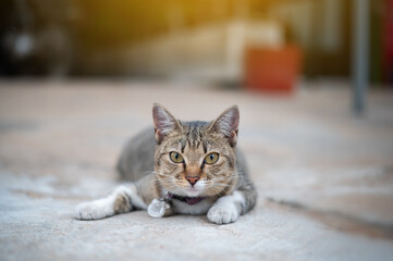 Naklejka premium Round-faced fat cat sleeping and staring.A frightened, surprised gray cat with big round eyes sits on the couch. Pet, fat cat. Selective focus.