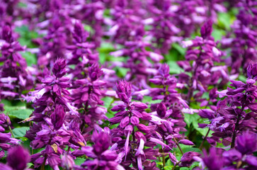 Purple salvia splendens in the park.