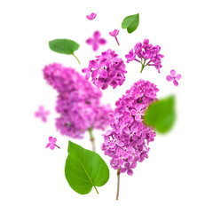 Spring mockup. Flying pink purple lilac flower branches, inflorescences, buds, green leaves...