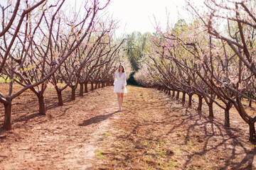 Obraz premium A young beautiful slender girl in a light short dress walks through a blooming peach garden on a sunny spring day. Spring background with a girl in flowering trees
