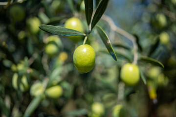 Olive (Olea europaea) Fruit, Greece - obrazy, fototapety, plakaty