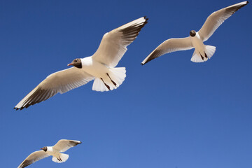 three flying seagulls against the blue sky