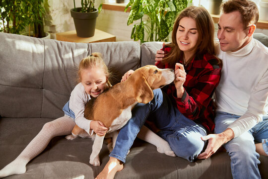 Woman, man and girl, child playing with cute dog, beagle in living room at home. Family spending time together. Concept of relationship, family, parenthood, childhood, domestic animal life