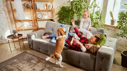 Lovely cute family, parents and child relaxing at home, playing with beagle dog in their living...