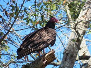 Black american vulture on tree branch in Florida wild, closeup