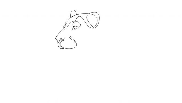Self drawing simple animation of single continuous one line drawing jaguar, panther, lioness. Drawing by hand, black lines on a white background.