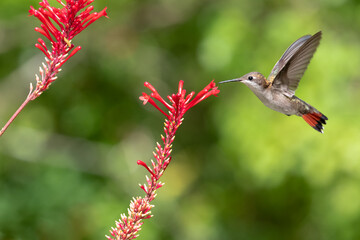 Ruby Topaz hummingbird, Chrysolampis Mosquitus, hovering next to red flowers in a garden on the...