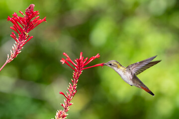 Ruby Topaz hummingbird feeding on a red tubular flower in the sunlight.