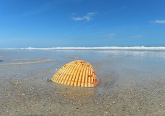 Beautiful landscape seashell on Florida coast of the Atlantic ocean