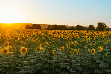 Sunflowers field rows in summer at golden hour sunset
