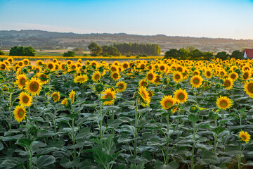 Sunflowers field rows in summer at golden hour sunset