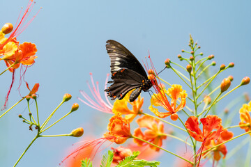 Black Swallowtail butterfly on tropical orange flowers isolated against the blue sky.