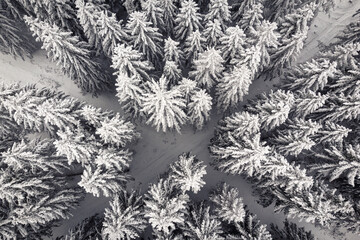 Verschneite Waldlandschaft aus der Luft