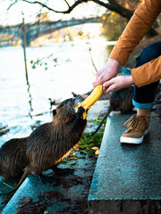 Feeding a nutria (beaver) with a banana