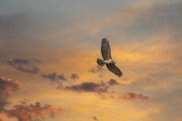 The snake eagle has caught its prey and the snake is at its feet, Short-toed Snake Eagle, Circaetus gallicus	