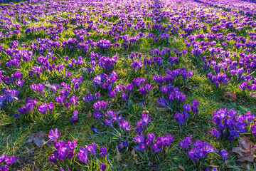 Obraz premium A field with violet flowering crocuses in a park in Wiesbaden/Germany