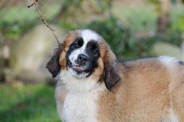 Puppy, st bernard dog with stick in the garden - 571628942