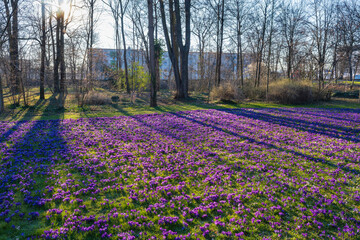 A field with violet flowering crocuses in a park in Wiesbaden/Germany