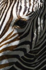 Fototapeta na wymiar Close-up of a zebra's head. Vertical image.