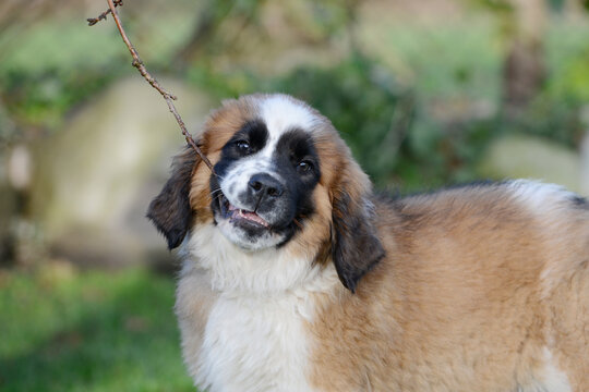 Puppy, St Bernard Dog With Stick In The Garden