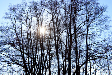 Laubbäume im Gegenlicht