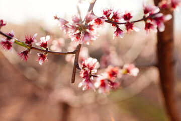 Obraz na płótnie Canvas Peach blossom branches close-up in the sun and beautiful soft bokeh in the background. Blooming tree close-up. spring background