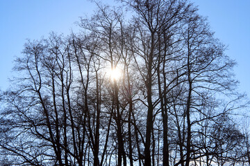 Fototapeta premium Laubbäume im Gegenlicht