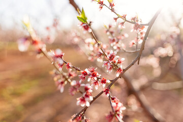 Peach blossom branches close-up in the sun and beautiful soft bokeh in the background.  Blooming tree close-up.  spring background