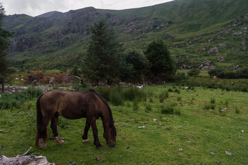 Landscape of Killarney National Park, Ireland