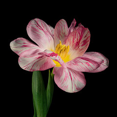 Pink-white blooming tulip with green stem and leaves isolated on black background. Studio close-up shot.