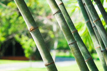 Closeup bamboo trunks using as background or wallpaper